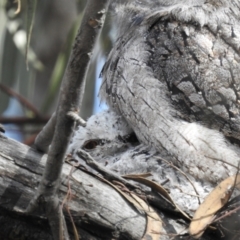 Podargus strigoides (Tawny Frogmouth) at Mount Taylor - 16 Oct 2022 by HelenCross