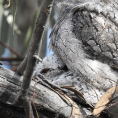 Podargus strigoides (Tawny Frogmouth) at Kambah, ACT - 16 Oct 2022 by HelenCross