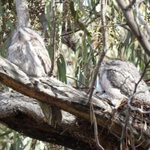 Podargus strigoides at Kambah, ACT - 16 Oct 2022