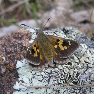 Trapezites phigalia (Heath Ochre) at Mount Taylor - 16 Oct 2022 by MatthewFrawley