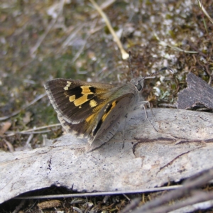 Trapezites phigalia at Kambah, ACT - 16 Oct 2022