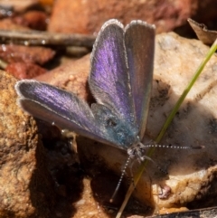 Erina sp. (genus) (A dusky blue butterfly) at Aranda, ACT - 16 Oct 2022 by Boagshoags