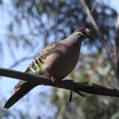 Phaps chalcoptera (Common Bronzewing) at Mount Taylor - 16 Oct 2022 by HelenCross