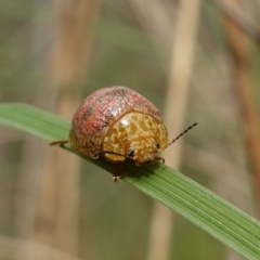 Paropsis obsoleta (Leaf beetle) at Block 402 - 16 Oct 2022 by RobG1