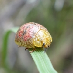 Paropsis obsoleta at Stromlo, ACT - 16 Oct 2022