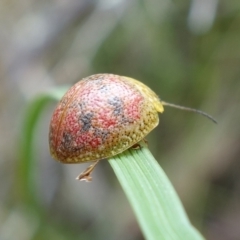 Paropsis obsoleta at Stromlo, ACT - 16 Oct 2022