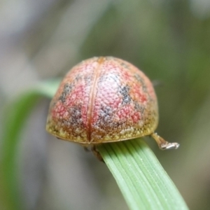 Paropsis obsoleta at Stromlo, ACT - 16 Oct 2022