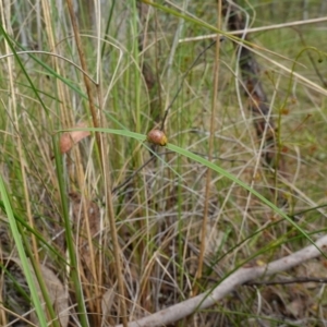 Paropsis obsoleta at Stromlo, ACT - 16 Oct 2022