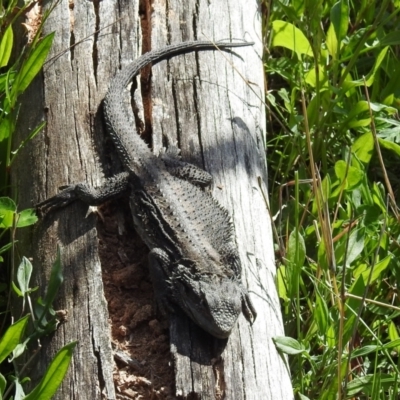 Pogona barbata (Eastern Bearded Dragon) at Kambah, ACT - 16 Oct 2022 by HelenCross