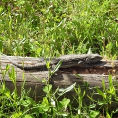 Pogona barbata at Kambah, ACT - 16 Oct 2022