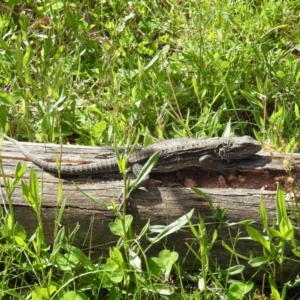 Pogona barbata at Kambah, ACT - 16 Oct 2022