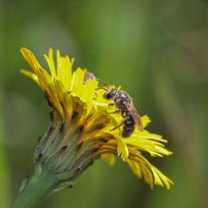 Lasioglossum (Chilalictus) lanarium at Murrumbateman, NSW - 16 Oct 2022