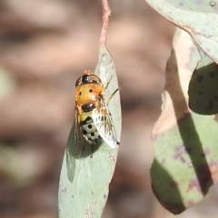 Austalis pulchella (Hover fly) at Mount Taylor - 16 Oct 2022 by HelenCross