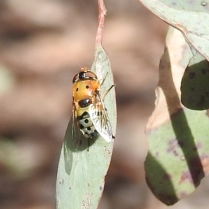 Austalis pulchella at Kambah, ACT - 16 Oct 2022