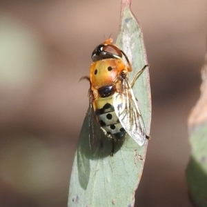 Austalis pulchella at Kambah, ACT - 16 Oct 2022