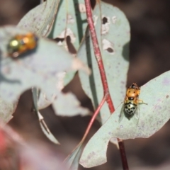 Austalis pulchella at Kambah, ACT - 16 Oct 2022