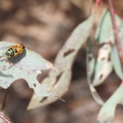 Austalis pulchella at Kambah, ACT - 16 Oct 2022