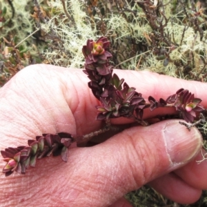 Pimelea sp. at Cotter River, ACT - 12 Oct 2022