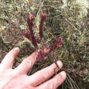 Pimelea sp. at Cotter River, ACT - 12 Oct 2022 01:14 PM