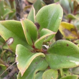 Coprosma hirtella at Cotter River, ACT - 12 Oct 2022