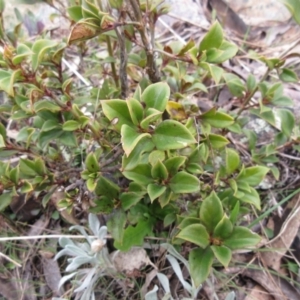 Coprosma hirtella at Cotter River, ACT - 12 Oct 2022