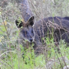 Wallabia bicolor (Swamp Wallaby) at McQuoids Hill - 16 Oct 2022 by HelenCross