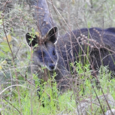 Wallabia bicolor (Swamp Wallaby) at McQuoids Hill - 16 Oct 2022 by HelenCross