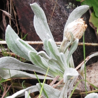 Leucochrysum alpinum (Alpine Sunray) at Cotter River, ACT - 12 Oct 2022 by sangio7