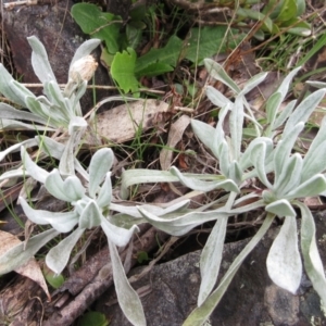 Leucochrysum alpinum at Cotter River, ACT - 12 Oct 2022