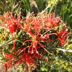 Grevillea juniperina (Grevillea) at McQuoids Hill - 16 Oct 2022 by HelenCross