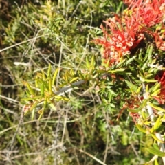 Grevillea juniperina at Kambah, ACT - 16 Oct 2022 04:53 PM