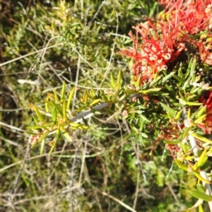 Grevillea juniperina at Kambah, ACT - 16 Oct 2022 04:53 PM