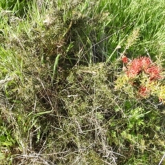 Grevillea juniperina at Kambah, ACT - 16 Oct 2022