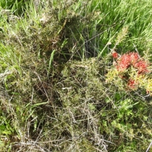 Grevillea juniperina at Kambah, ACT - 16 Oct 2022 04:53 PM