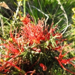 Grevillea juniperina at Kambah, ACT - 16 Oct 2022 04:53 PM