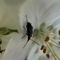 Alleculinae sp. (Subfamily) (Unidentified Comb-clawed beetle) at Murrumbateman, NSW - 15 Oct 2022 by SimoneC