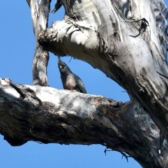 Callocephalon fimbriatum (Gang-gang Cockatoo) at Stony Creek Nature Reserve - 12 Oct 2022 by JBrickhill