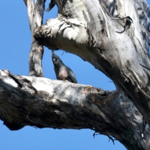 Callocephalon fimbriatum at Carwoola, NSW - suppressed