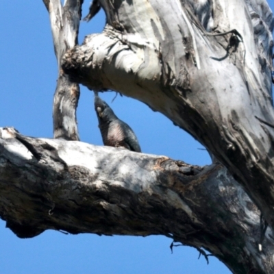 Callocephalon fimbriatum (Gang-gang Cockatoo) at QPRC LGA - 12 Oct 2022 by JBrickhill