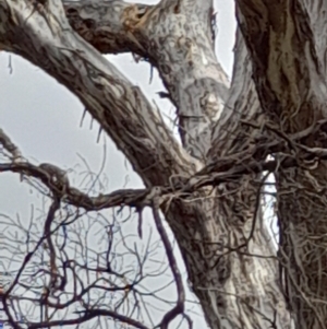 Callocephalon fimbriatum at Carwoola, NSW - suppressed