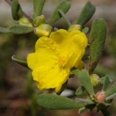 Hibbertia obtusifolia (Grey Guinea-flower) at Block 402 - 16 Oct 2022 by RobG1