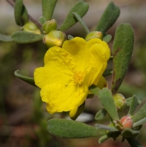 Hibbertia obtusifolia at Stromlo, ACT - 16 Oct 2022