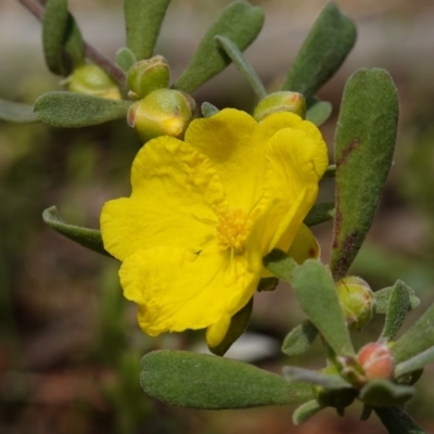 Hibbertia obtusifolia (Grey Guinea-flower) at Stromlo, ACT - 16 Oct 2022 by RobG1