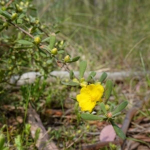 Hibbertia obtusifolia at Stromlo, ACT - 16 Oct 2022