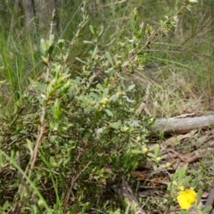 Hibbertia obtusifolia at Stromlo, ACT - 16 Oct 2022