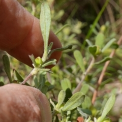 Hibbertia obtusifolia at Stromlo, ACT - 16 Oct 2022