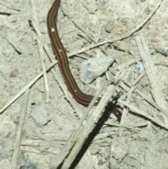 Anzoplana trilineata at Molonglo Valley, ACT - 16 Oct 2022