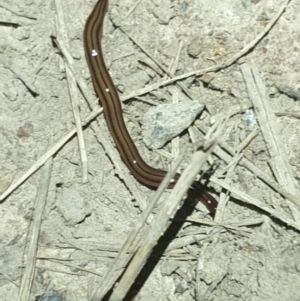 Anzoplana trilineata at Molonglo Valley, ACT - 16 Oct 2022