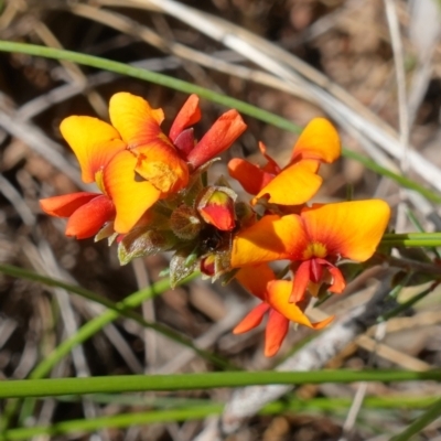 Dillwynia sericea (Egg And Bacon Peas) at Stromlo, ACT - 16 Oct 2022 by RobG1