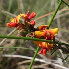 Dillwynia sericea at Stromlo, ACT - 16 Oct 2022 03:46 PM